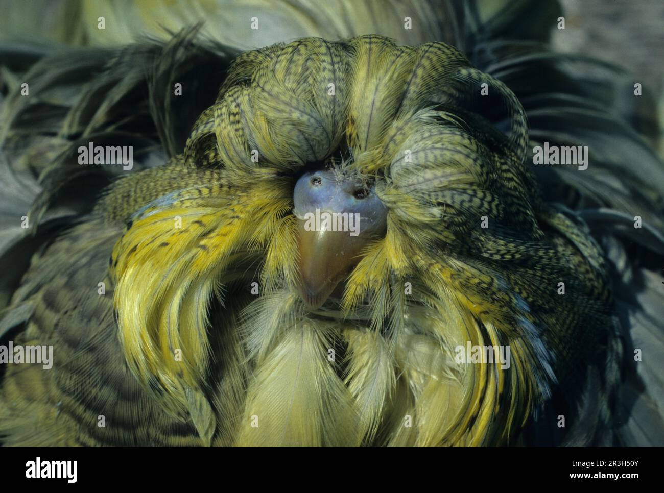 Budgie close up feather duster FL009656 S Stock Photo Alamy
