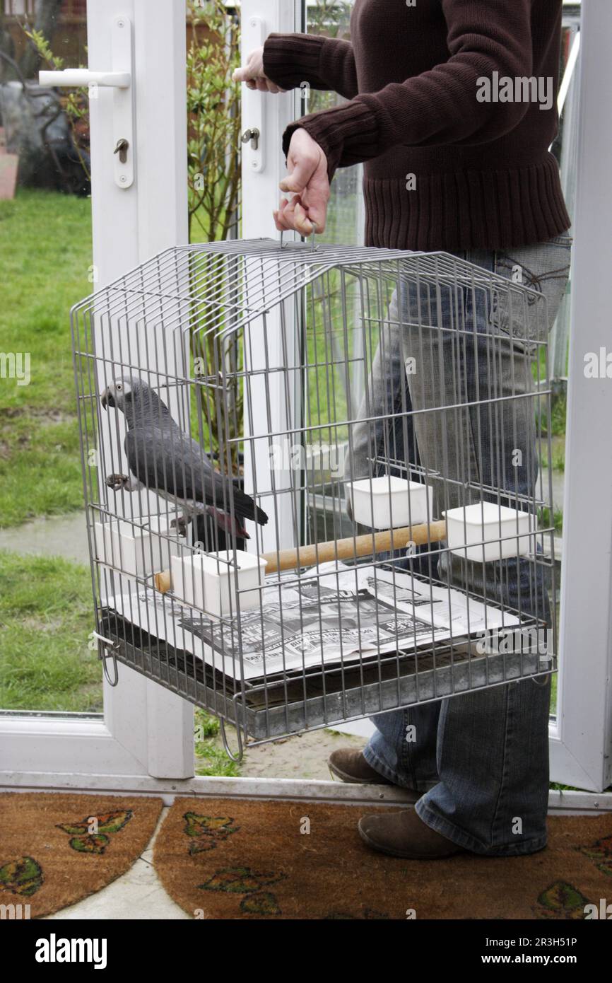 African grey parrot (Psittacus erithacus) in transport cage, cage Stock