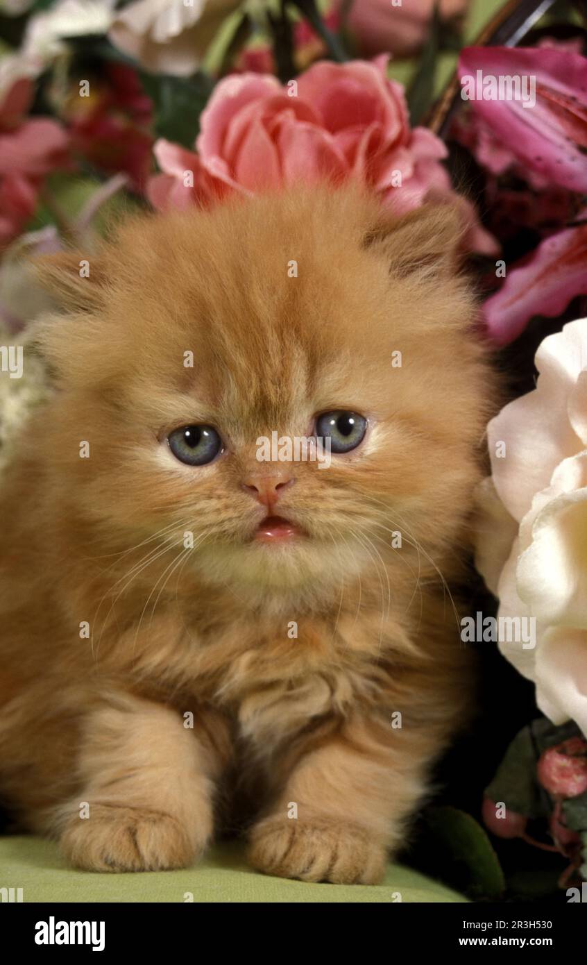 Persian Cat, Kitten Stock Photo - Alamy