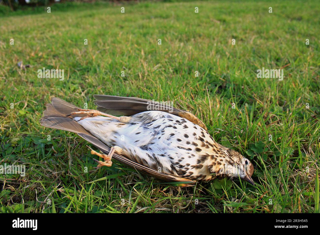 Song thrush (Turdus philomelos) on lawn killed by domestic cat, England, United Kingdom Stock Photo