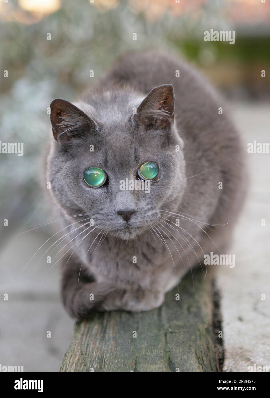 Domestic cat with cataract, cataract in both eyes, England, Great Britain Stock Photo