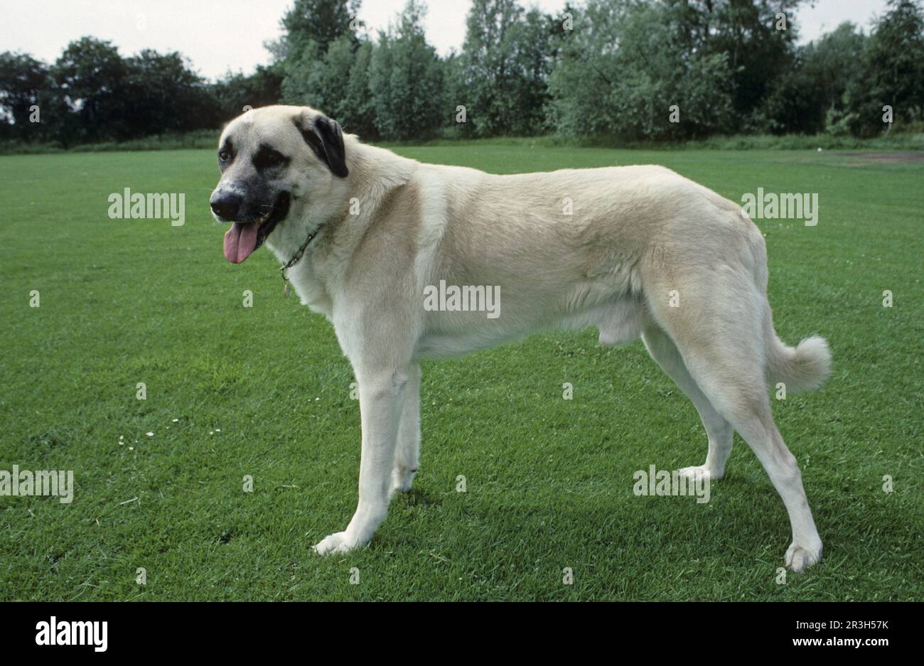 Domestic Dog, Anatolian 'Karabash' Standing on Grass, Panting, Large Turkish Shepherd Dog Stock Photo