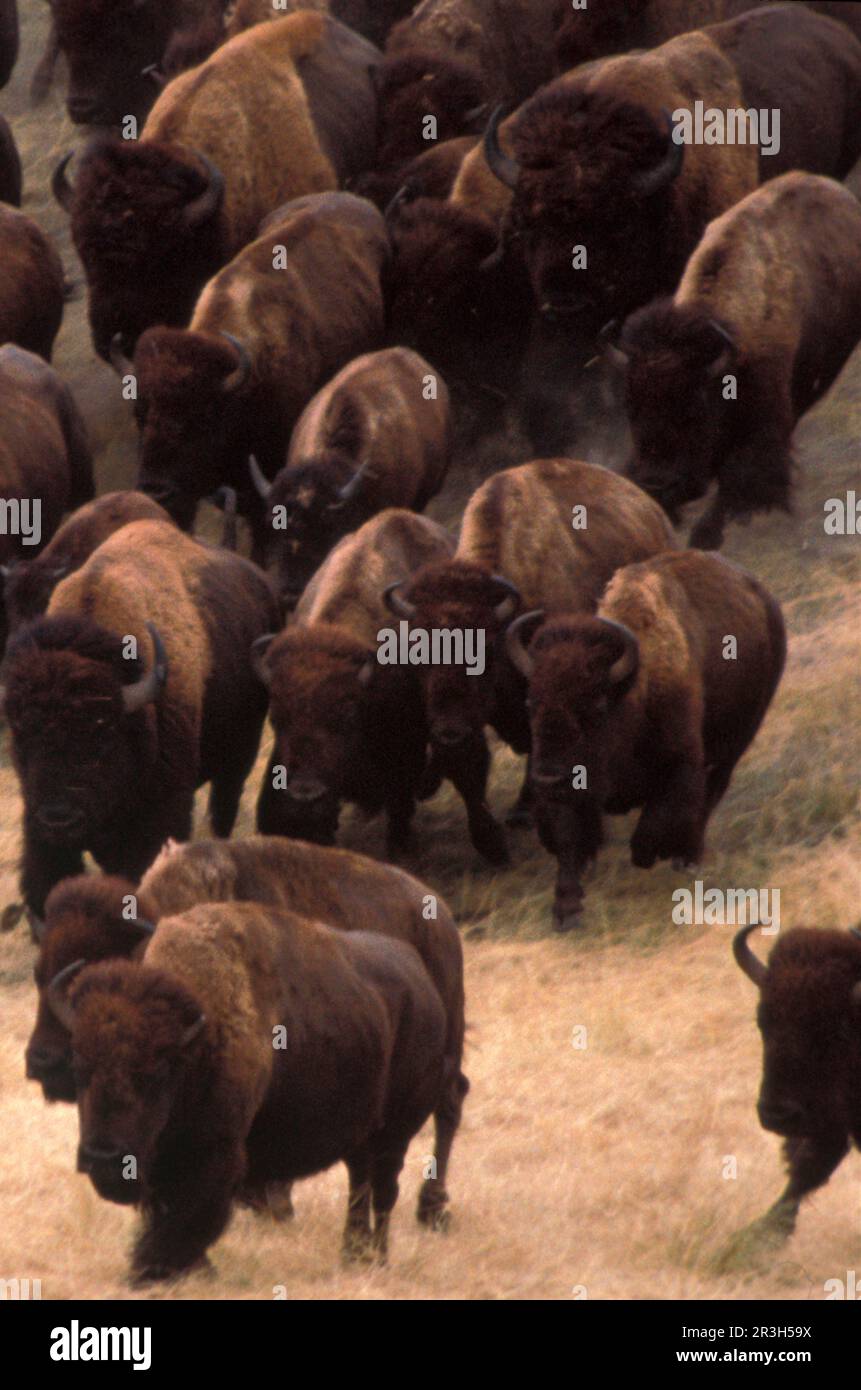 Bison, bison, ungulates (cloven-hoofed animals), cattle, mammals, animals, North American Bison (bison bison) Stampede, National Bison Range, Moiese Stock Photo