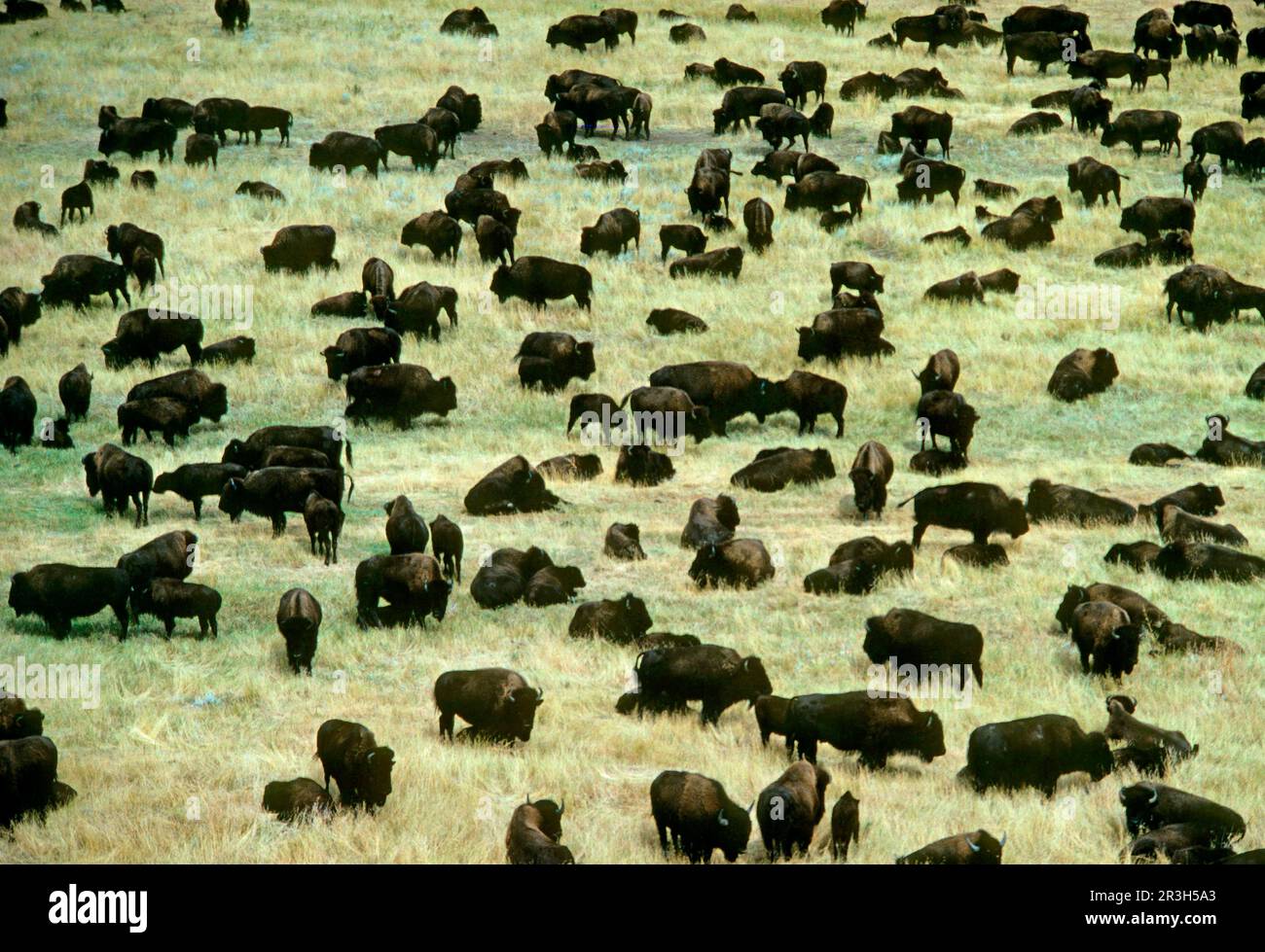 North American Bison (Bison bison) Herd, Custer Park, South Dakota (U.) S. A Stock Photo Alamy