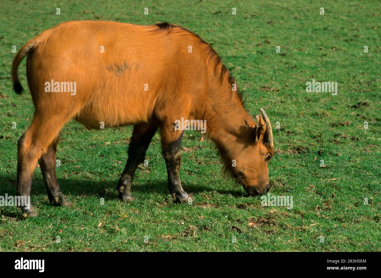 Red buffalo hi-res stock photography and images - Alamy