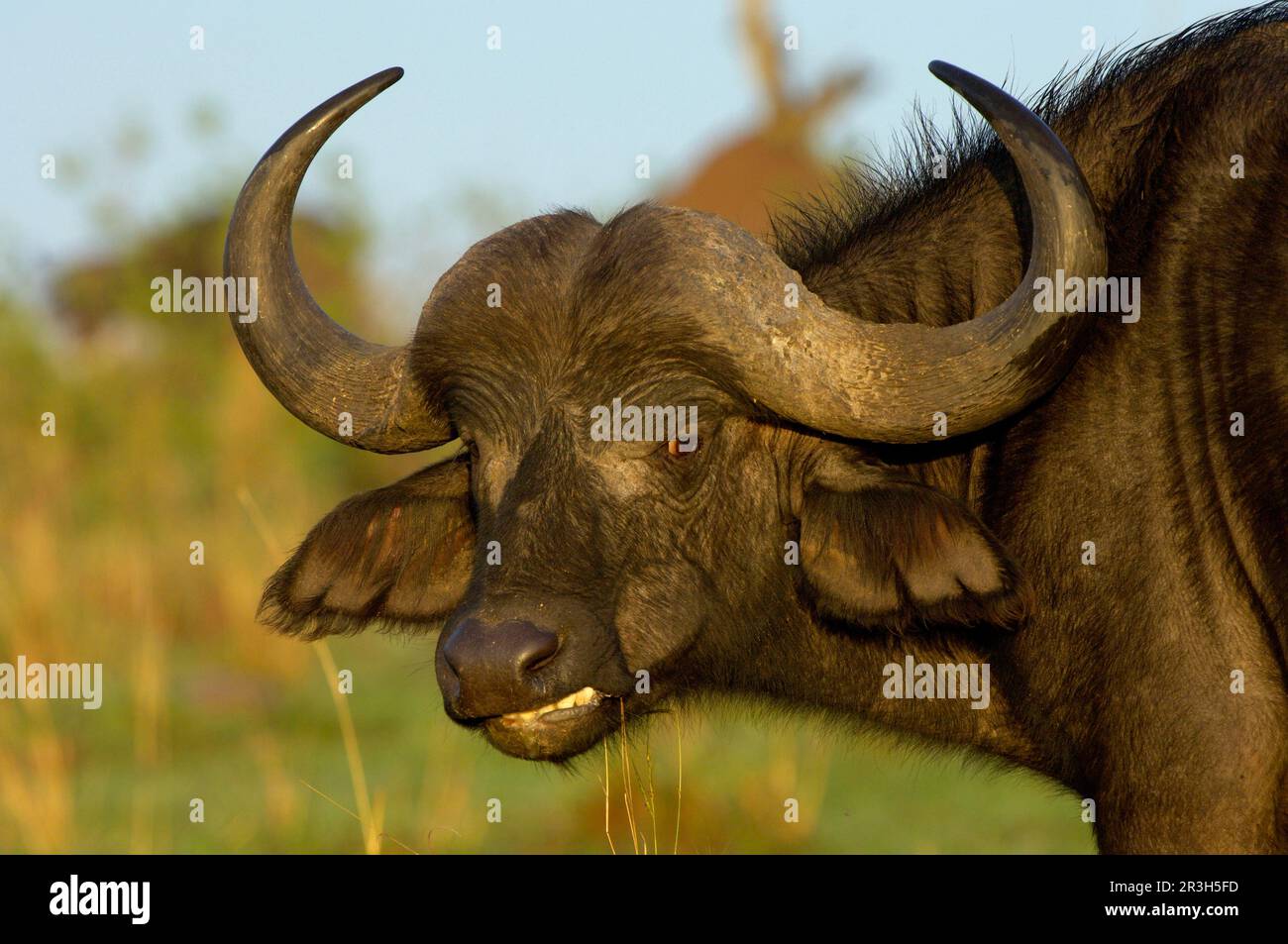 African buffalo (Syncerus caffer), buffalo, ungulates, mammals, animals ...