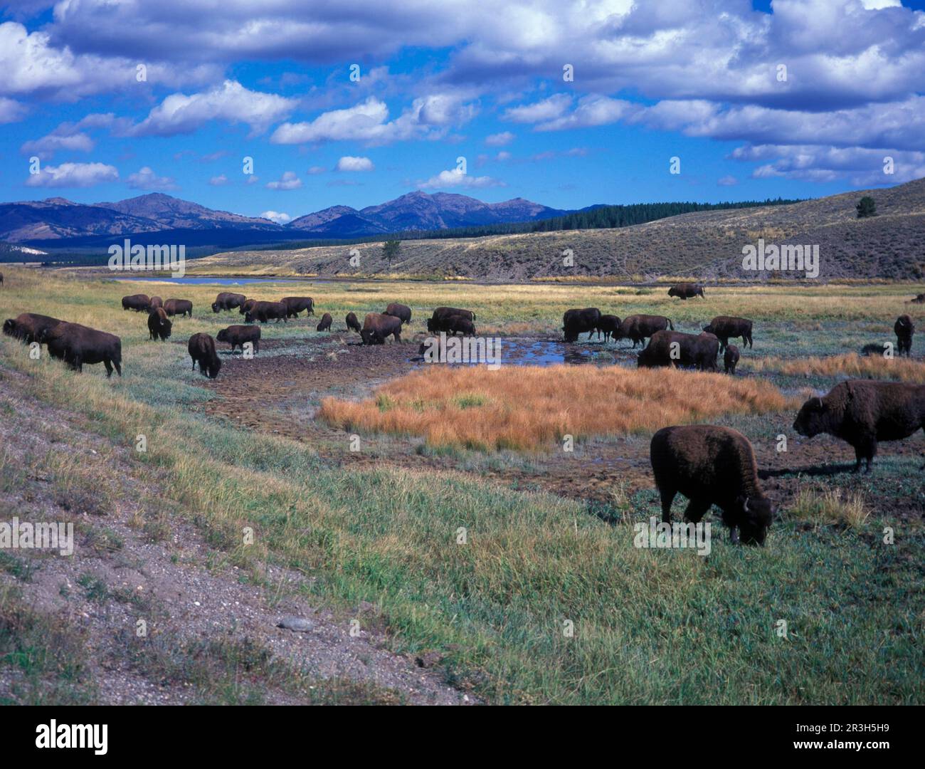 Yellowstone (S) Bison (Bison bison) in Hayden Valley, Yellowstone NP ...