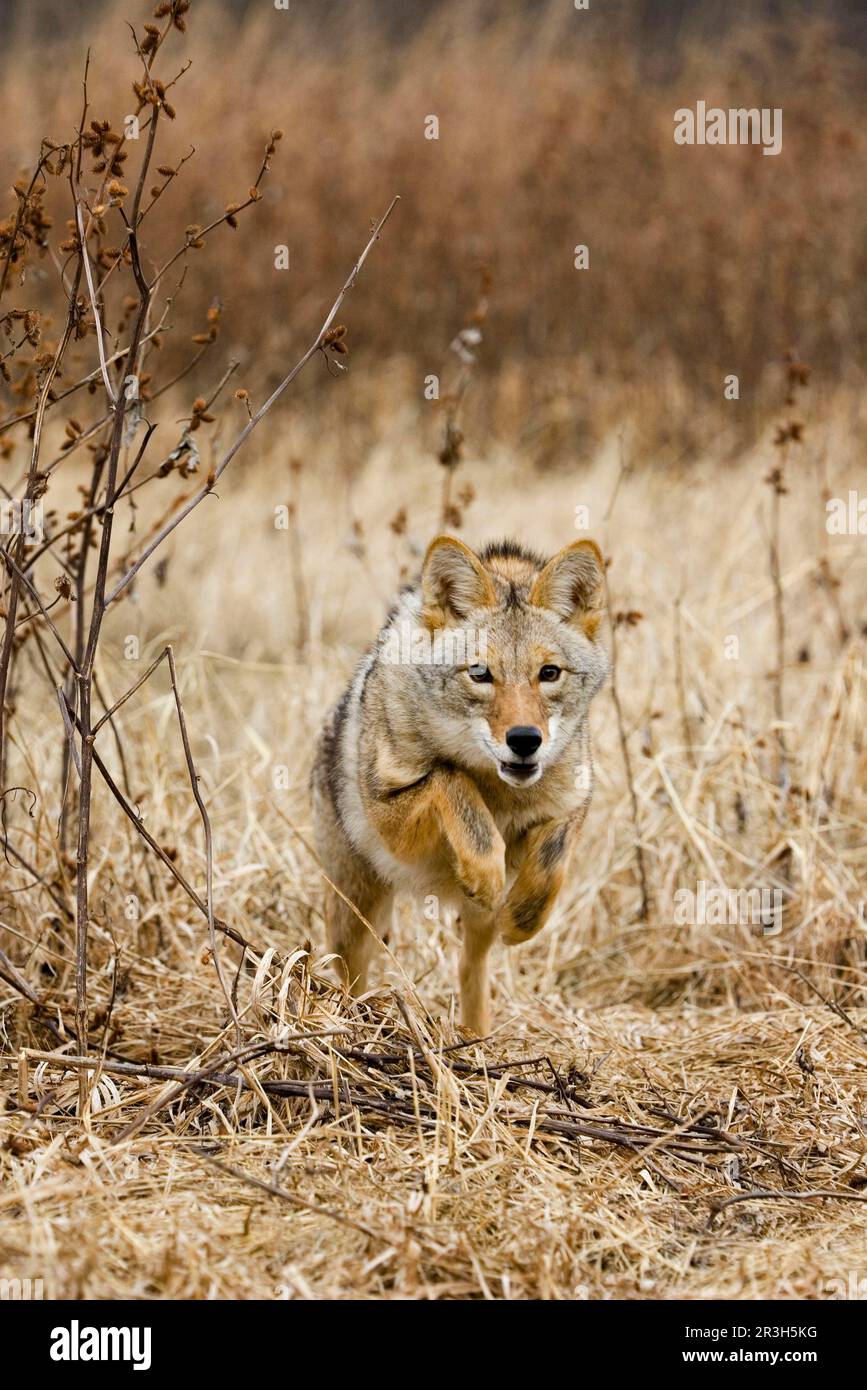 Motor coyote hi-res stock photography and images - Alamy