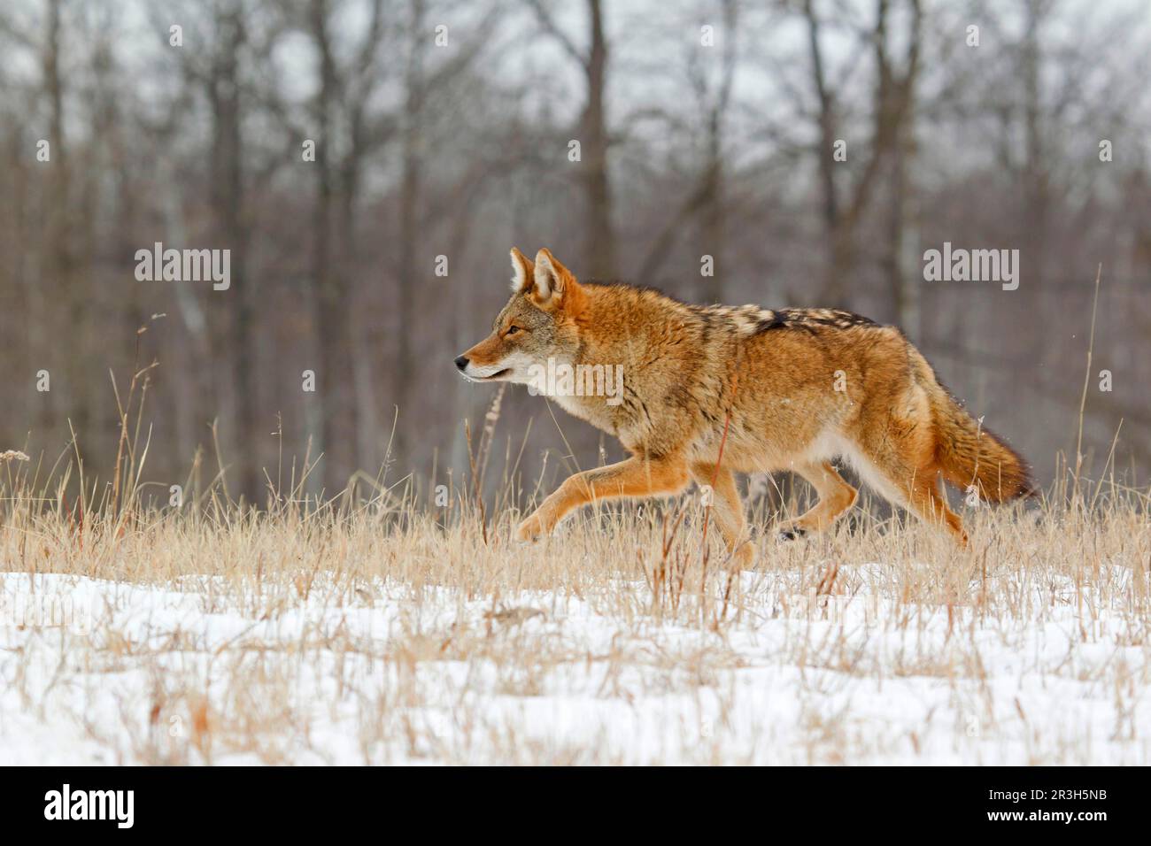 Coyote, coyotes, Coyote, Prairie wolf (Canis latrans), Canines