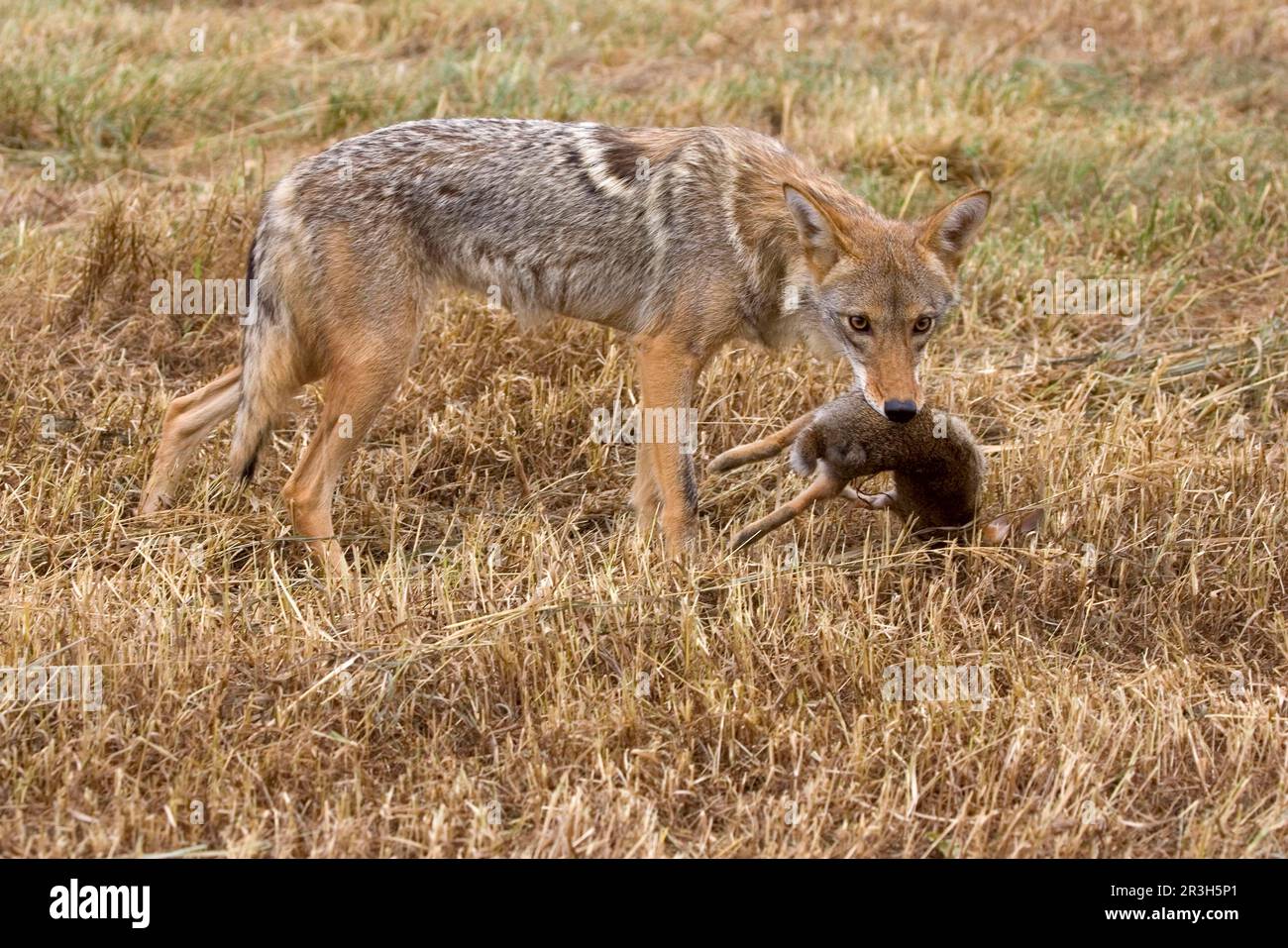 Canis latrans rabbit hi-res stock photography and images - Alamy
