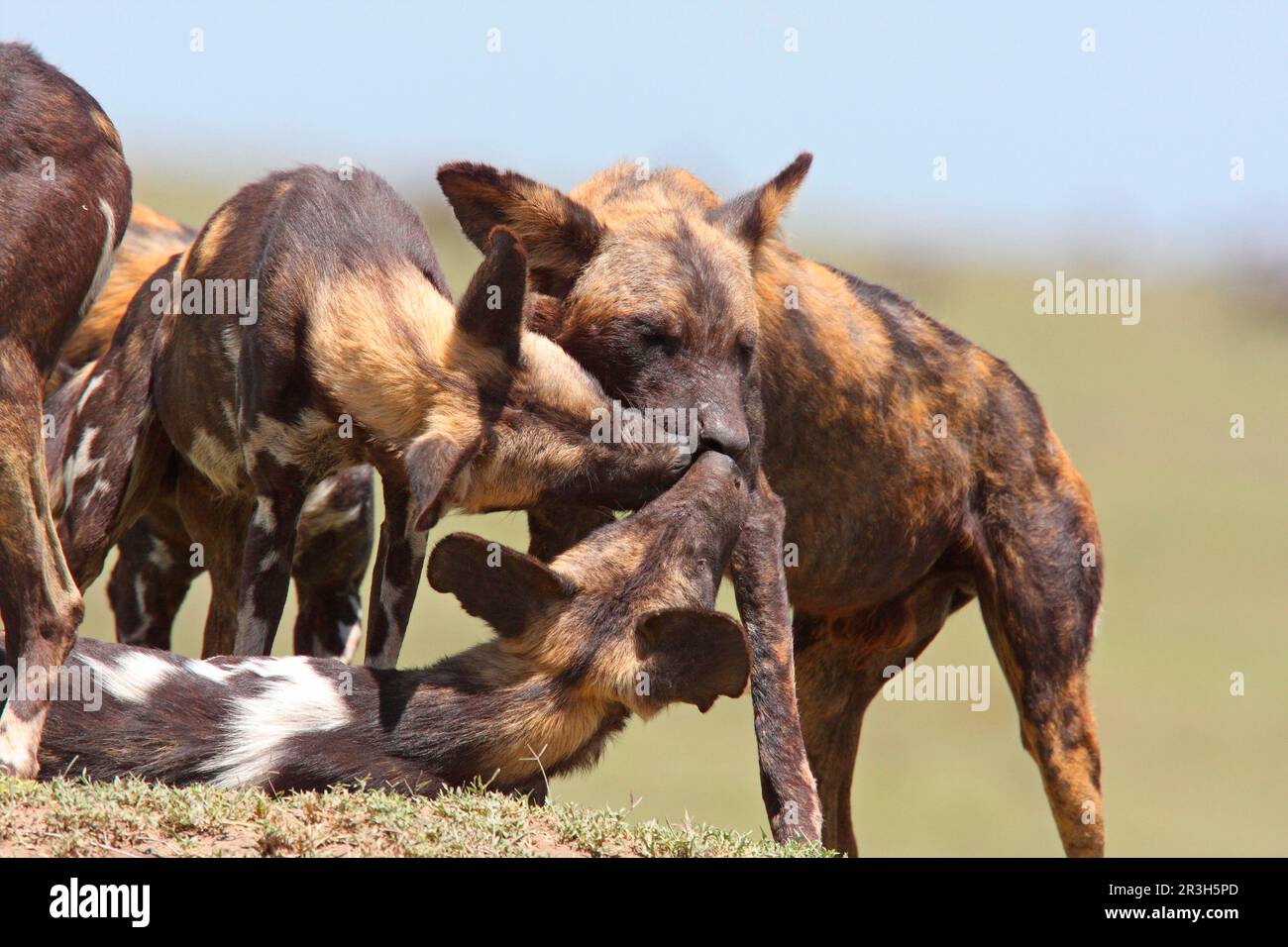 Predatordogs African Wild Dog Predators Interesting Facts About African Wild Dogs