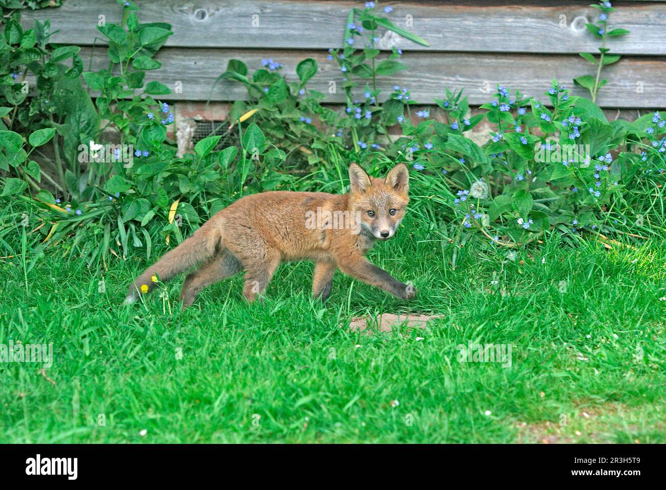 Red Fox, red foxes (Vulpes vulpes), Fox, Foxes, Canines, Predators
