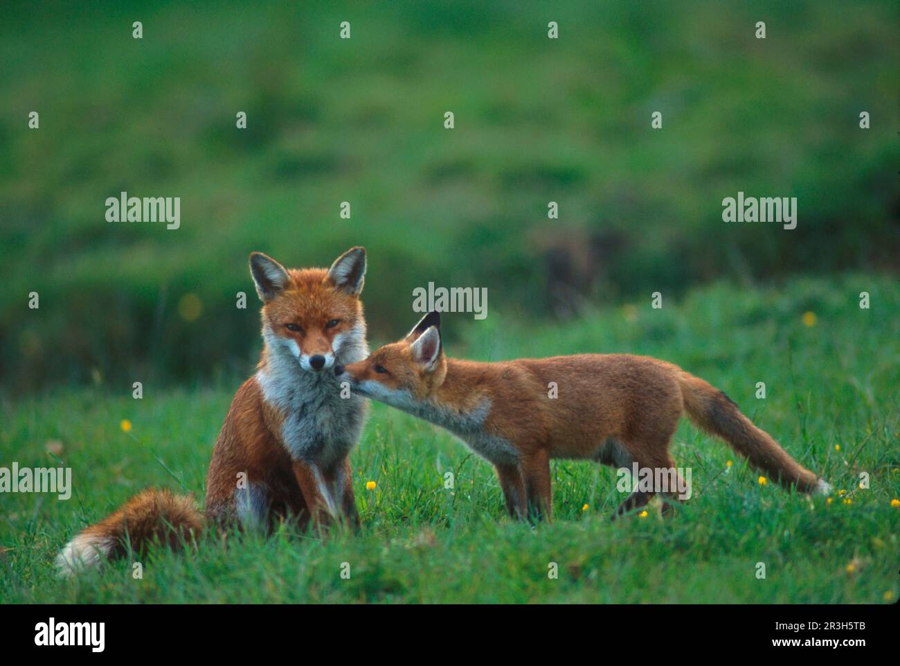Red Fox, red foxes (Vulpes vulpes), Fox, Foxes, Canines, Predators