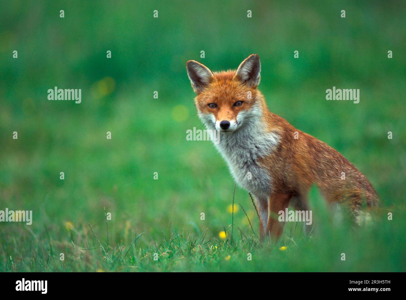 Red Fox (Vulpes vulpes) Female, Eurasia, N. America, N. America, wild in Southern England (S) Stock Photo