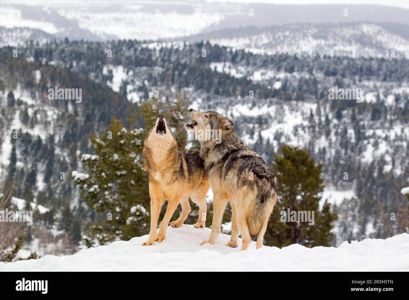 Wolf, gray wolves (Canis lupus), canine species, predators, mammals, animals, Grey Wolf adult pair, howling, standing in snow, utricularia ochroleuca Stock Photo