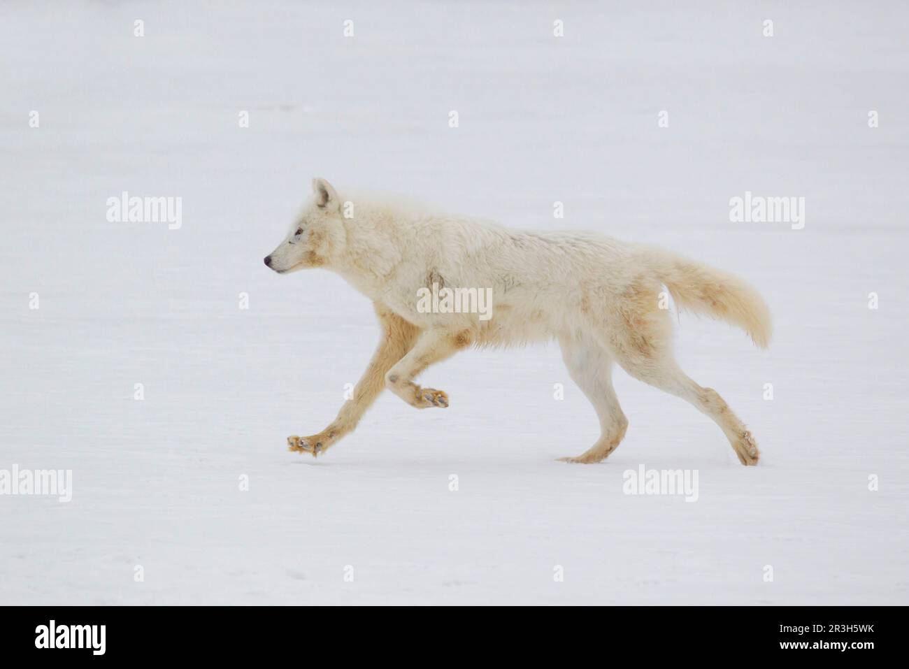 Arctic Wolf Artic Wolves Arctic Wolves Canis Lupus Arctos Wolf
