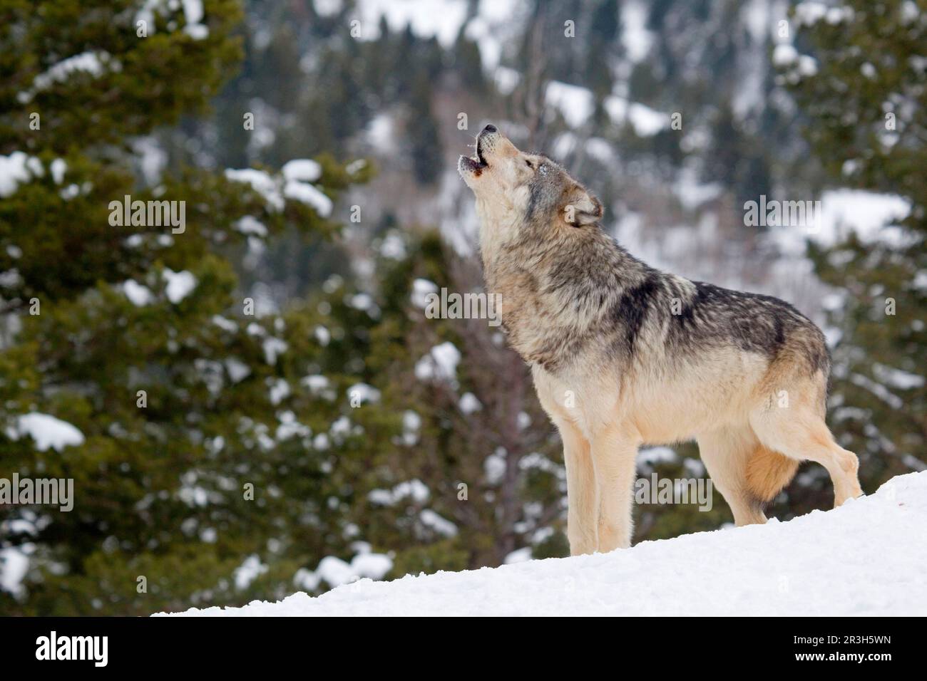 Wolf, gray wolves (Canis lupus), canine species, predators, mammals, animals, Grey Wolf adult, howling, standing in snow, utricularia ochroleuca (U.) Stock Photo