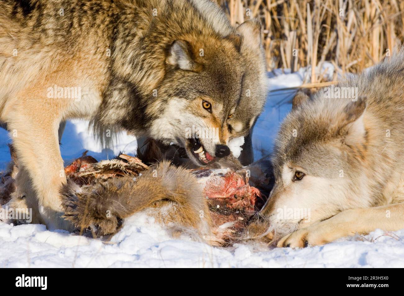 Wolf, gray wolves (Canis lupus), canine species, predators, mammals, animals, Grey Wolf adults, feeding, dominance interaction at kill in snow Stock Photo