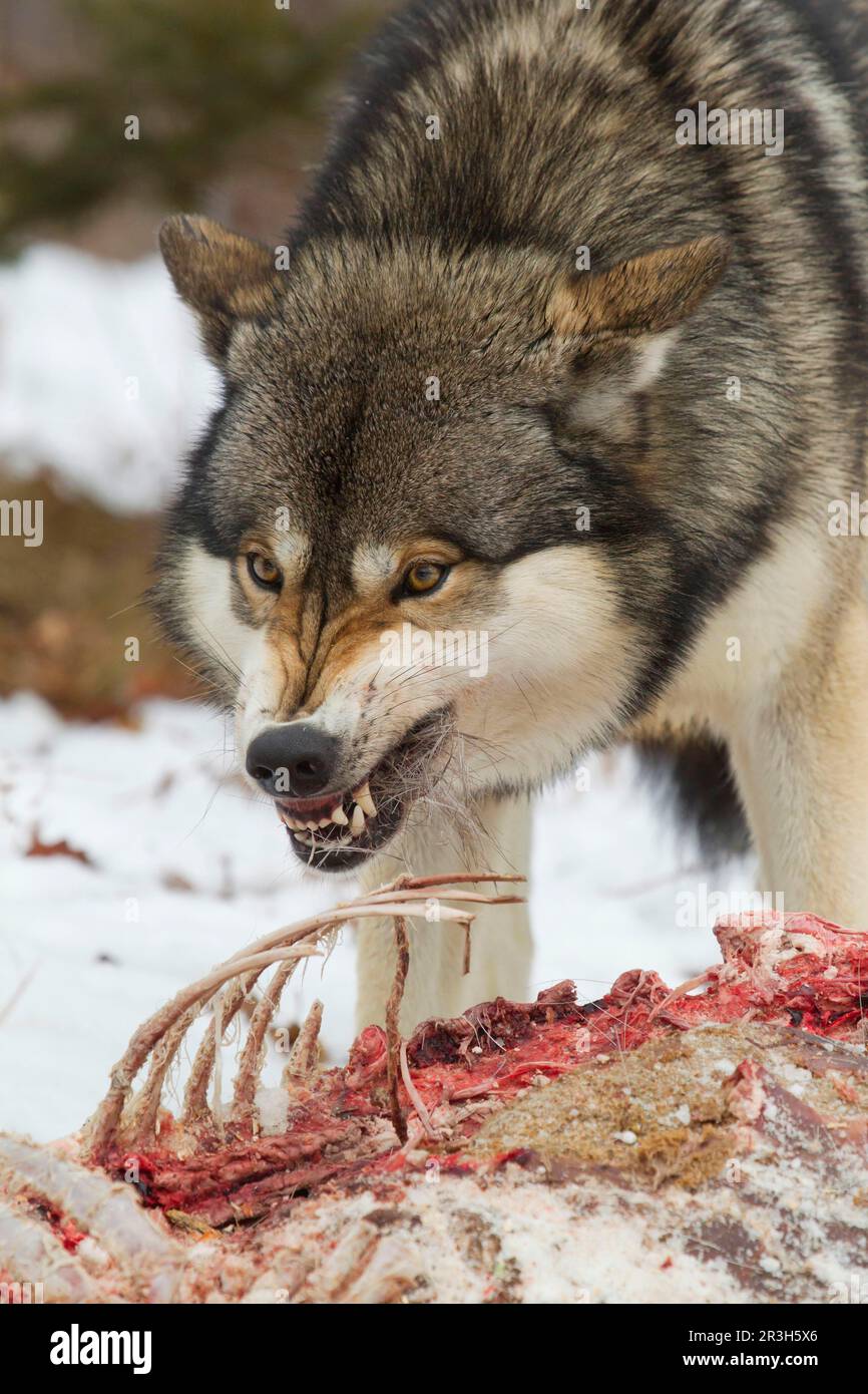 Grey wolf, adult alpha male, in aggressive posture, growling at other gray wolves (Canis lupus) while feeding on white-tailed deer (Odocoileus Stock Photo