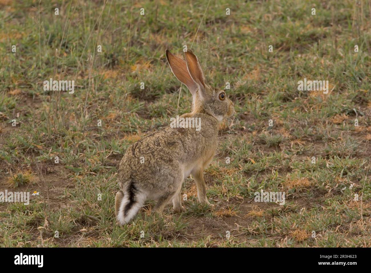 Cape hare, Cape hare, Desert hares, Cape hares (Lepus capensis), Hares, Rodents, Mammals, Animals Hare, Tanzania Sitting, Alert Stock Photo