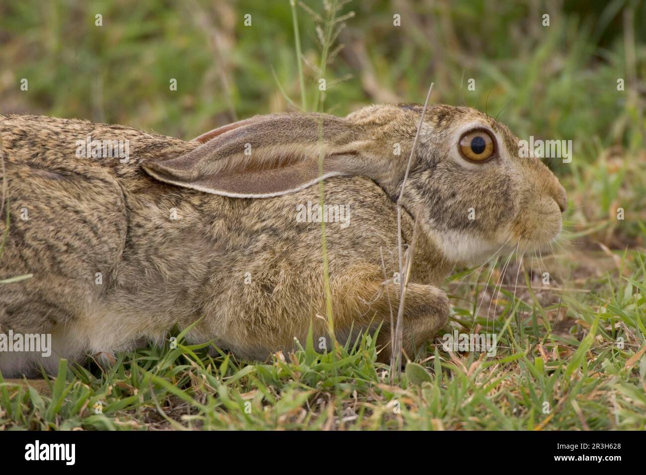 Cape hare, Cape hare, desert hares, Cape hares (Lepus capensis), hares, rodents, mammals, animals Hare, Tanzania Stock Photo