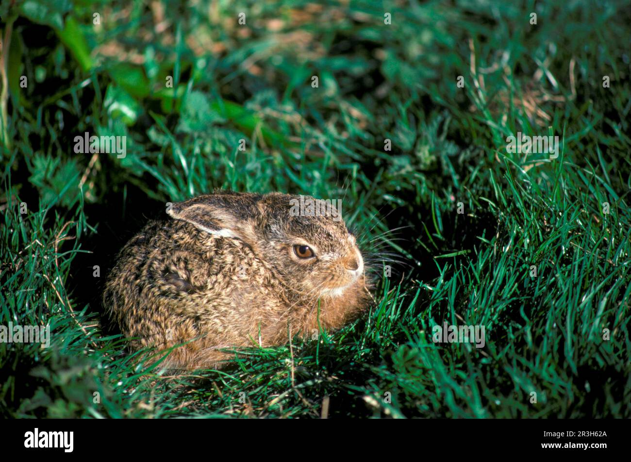 European hare, european hares (Lepus europaeus), hares, rodents, mammals, animals, European Hare Young hare sitting in form (S), in Sasse Stock Photo