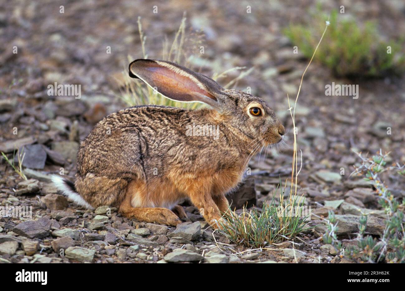 Scrub Hare, Mountain Hare, scrub hares (Lepus saxatilis), Scrub Hare