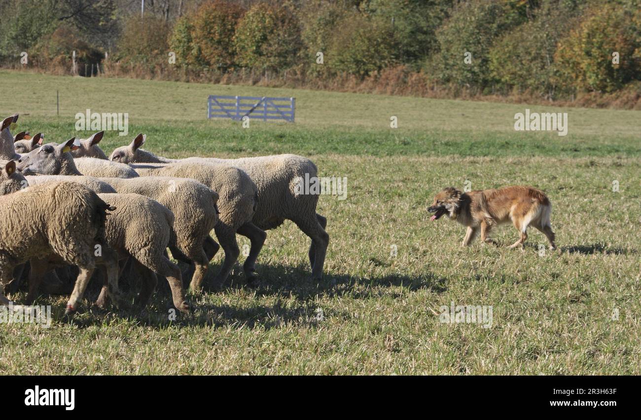 Berger des Pyrenees drives flock of sheep, France, herds, herding, driving Stock Photo