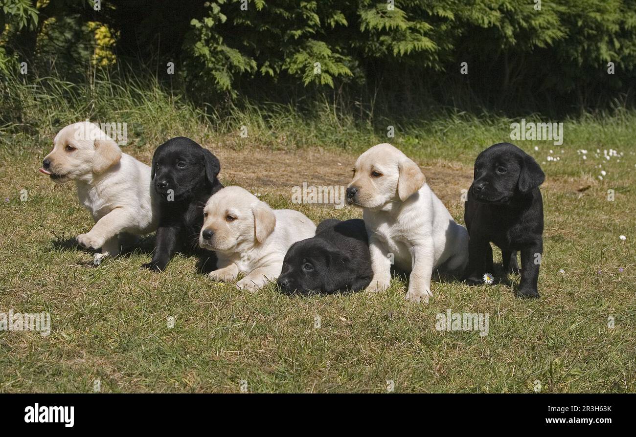 Domestic Dog, Yellow Labrador and Black Labrador, six puppies, England ...