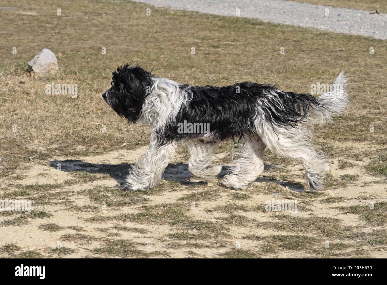 Domestic Dog, Schapendoes, Dutch Shepherd, Shepherd Dog, Shepherd Dog Breed, Adult, Running Stock Photo