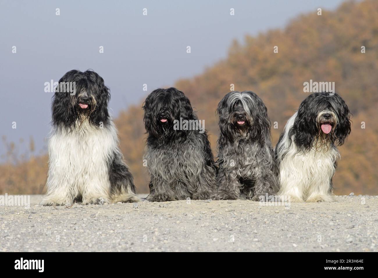 Domestic Dog, Schapendoes, Dutch Shepherd Dog, Shepherd Breed, Four Adults, Sitting Stock Photo