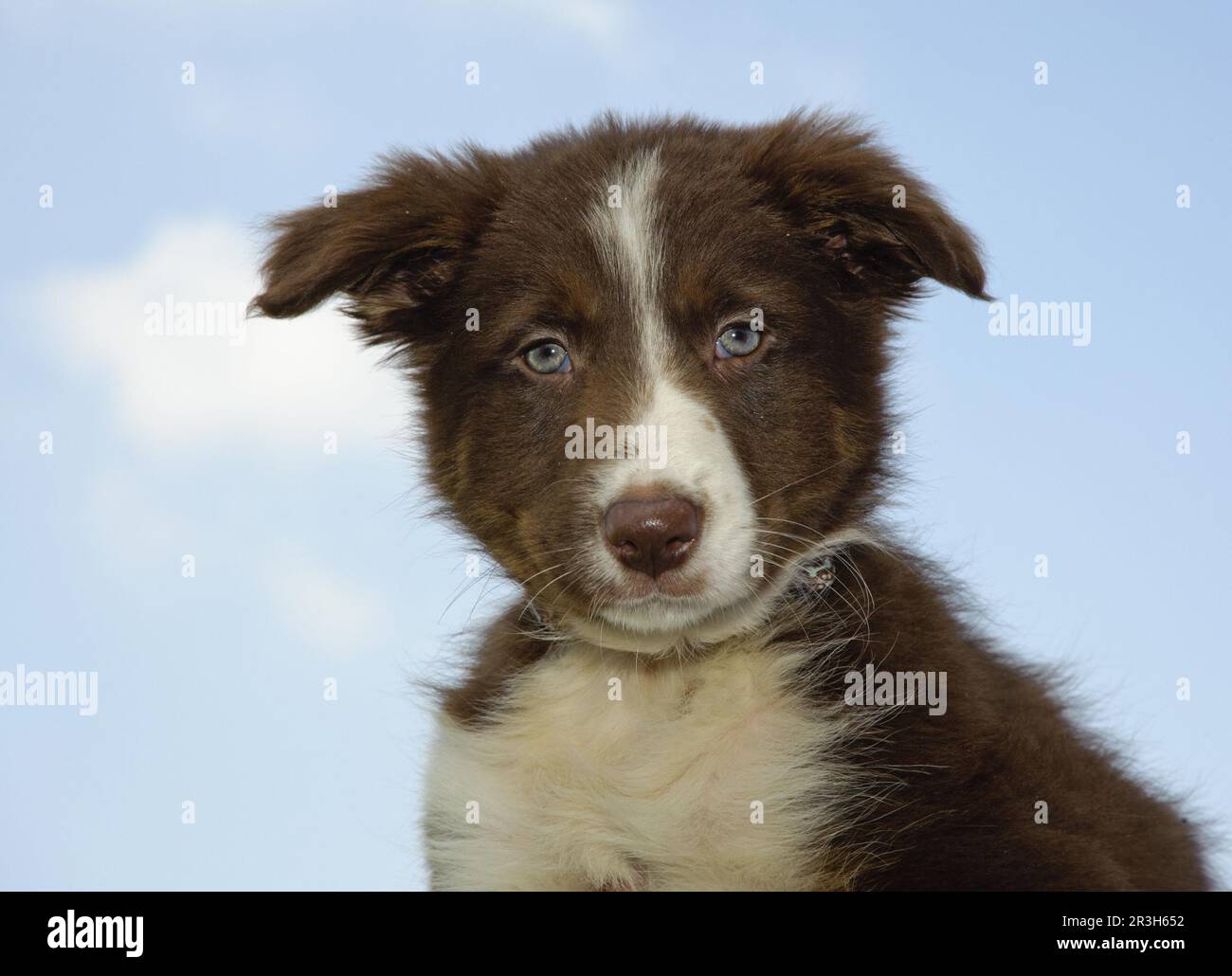 Border Collie Puppies - Animal Kingdom