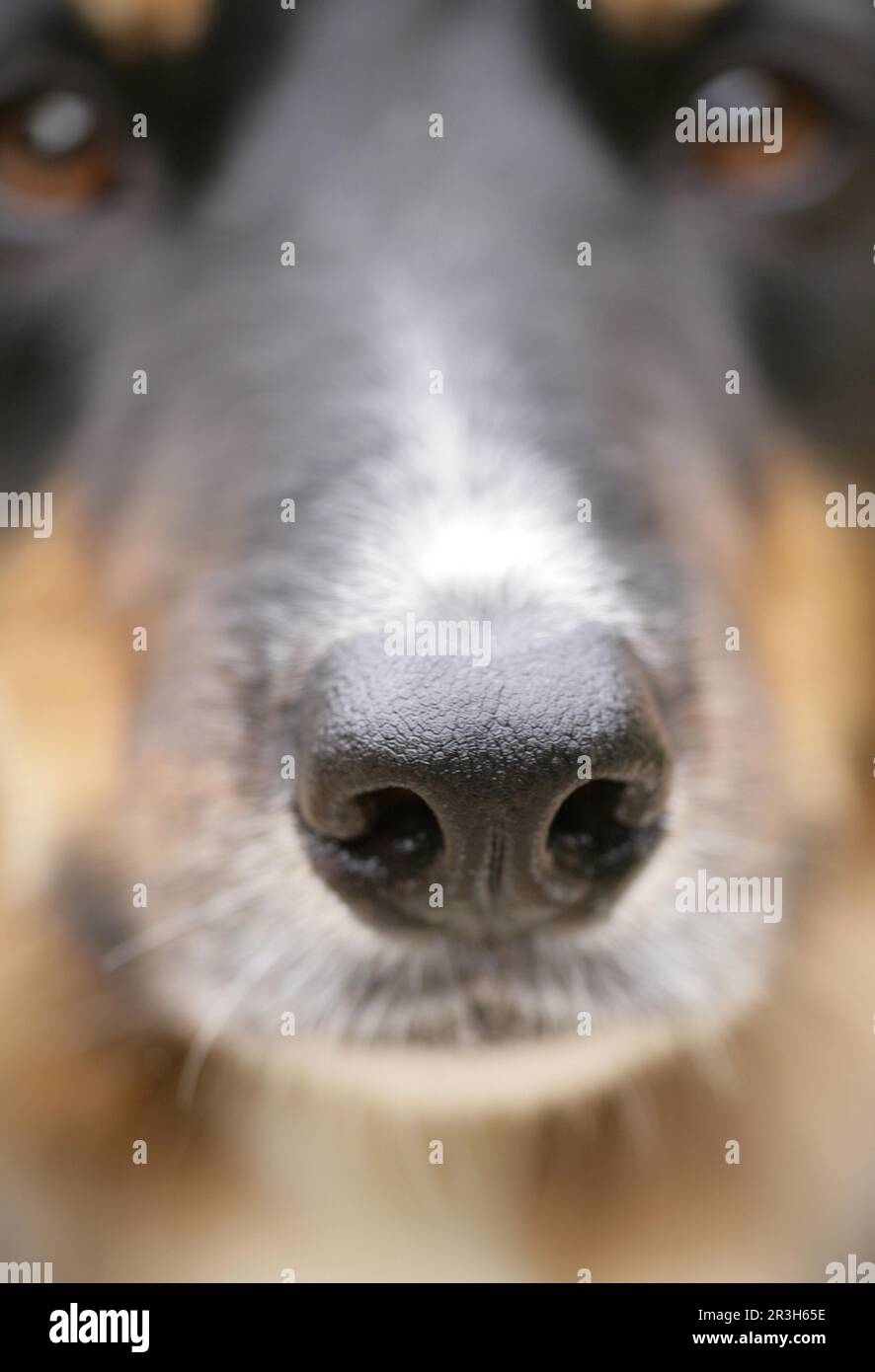 Domestic dog, border collie, adult male, close-up of nose, England, United Kingdom Stock Photo