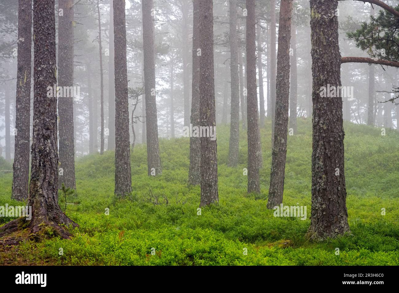 Beautiful pine tree forest in the mist seen in Norway Stock Photo - Alamy