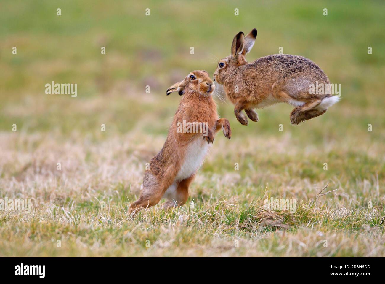 European Hare (Lepus europaeus) two adult males, one jumping to avoid attack from dominant male after moving too close to female, Suffolk, England Stock Photo