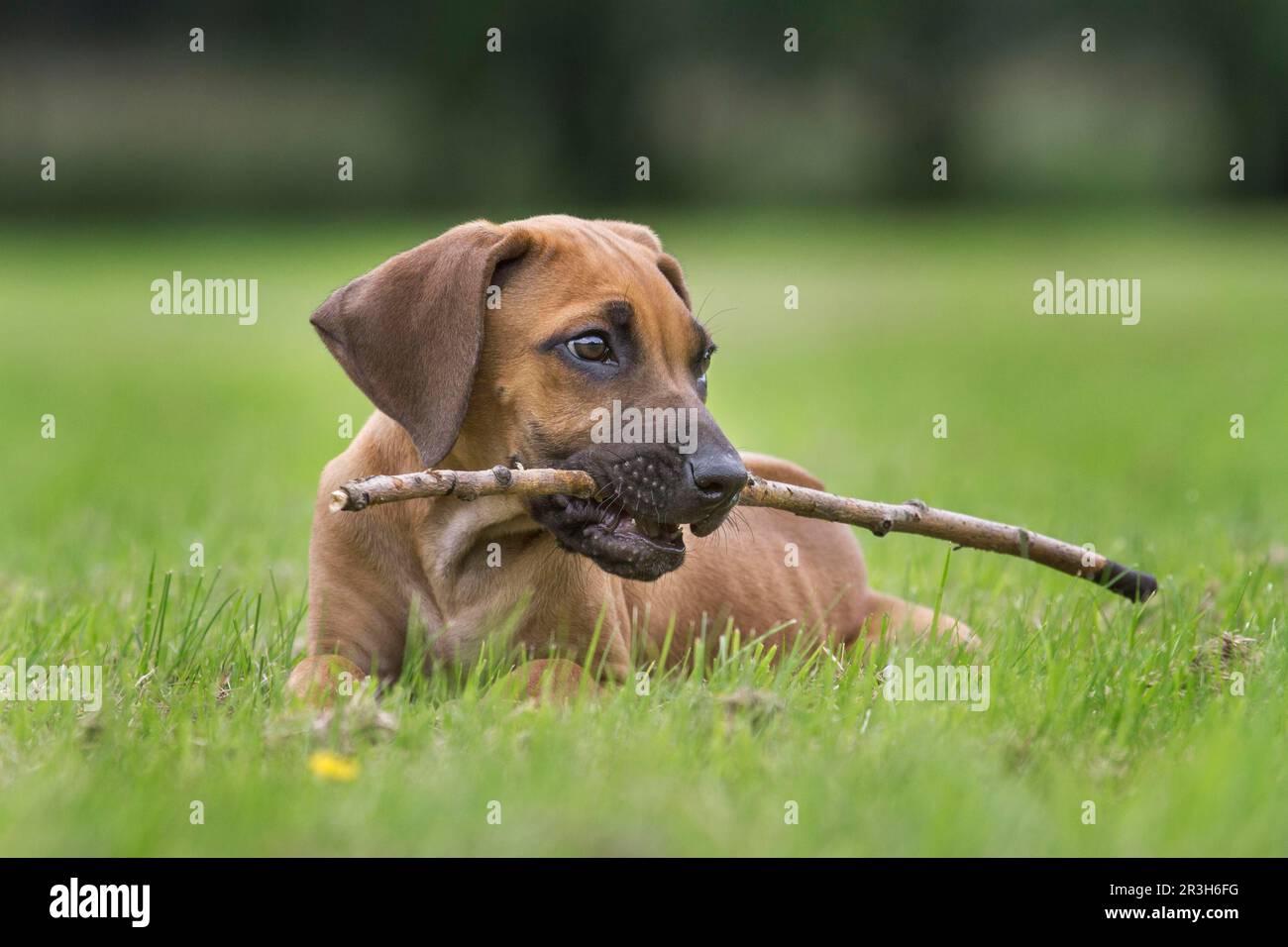 Rhodesian Ridgeback, puppy Stock Photo Alamy