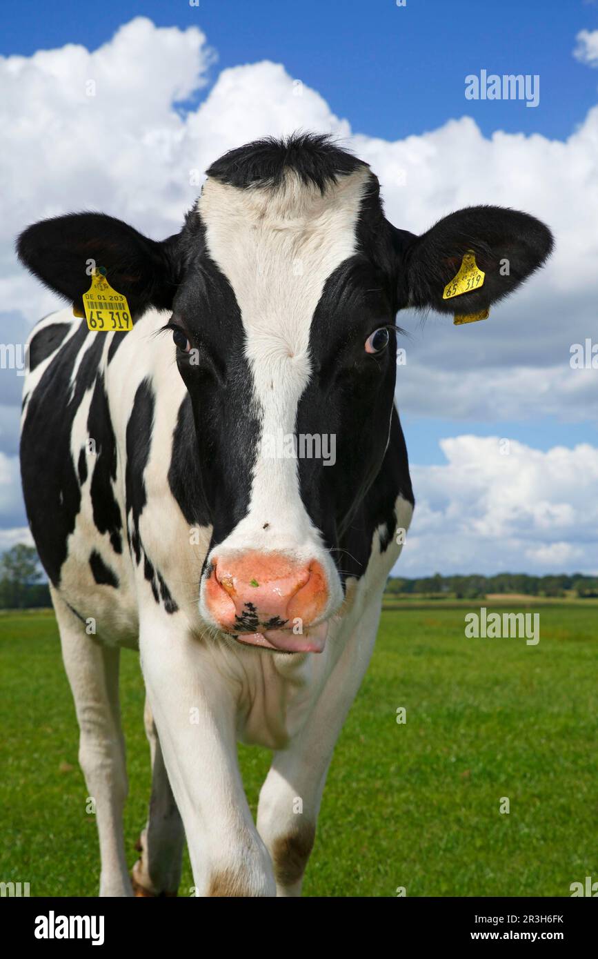 Black and white dairy cow, ear tags Stock Photo Alamy