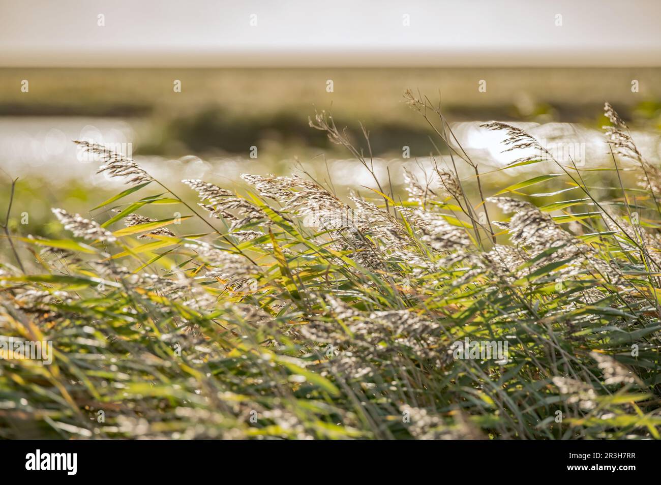 Reed canary grass Stock Photo Alamy