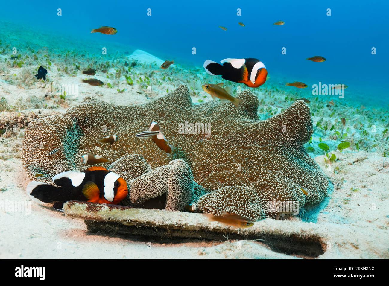 Saddleback clownfish (Amphiprion polymnus) and juveniles, clutch and mertens' carpet sea anemone (Stichodactyla mertensii), seagrass meadow, Sulu Stock Photo