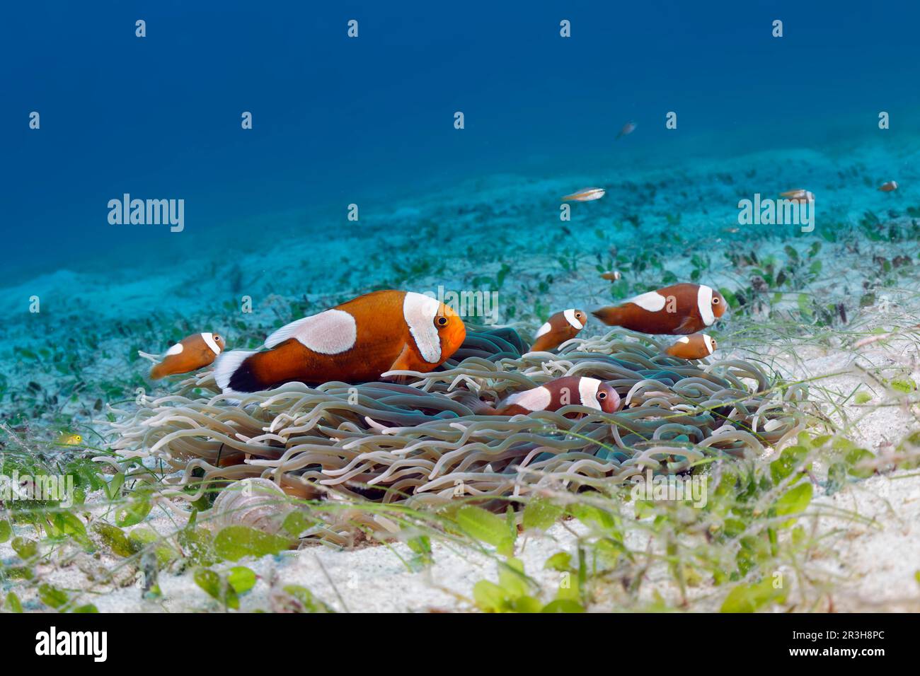 Saddleback clownfish (Amphiprion polymnus), juveniles, corkscrew anemone (Macrodactyla doreensis), seagrass meadow, Sulu Sea, Pacific Ocean, Palawan Stock Photo