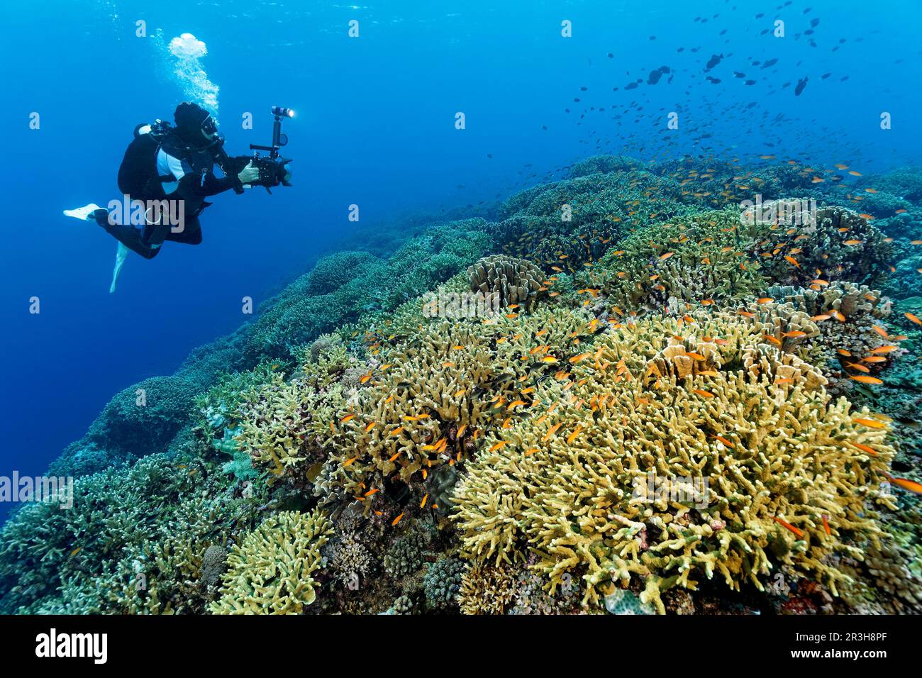 Cameraman filming coral reef with professional underwater video camera type RED Dragon X 6K Digital Cinema Camera in Nauticam underwater housing Stock Photo