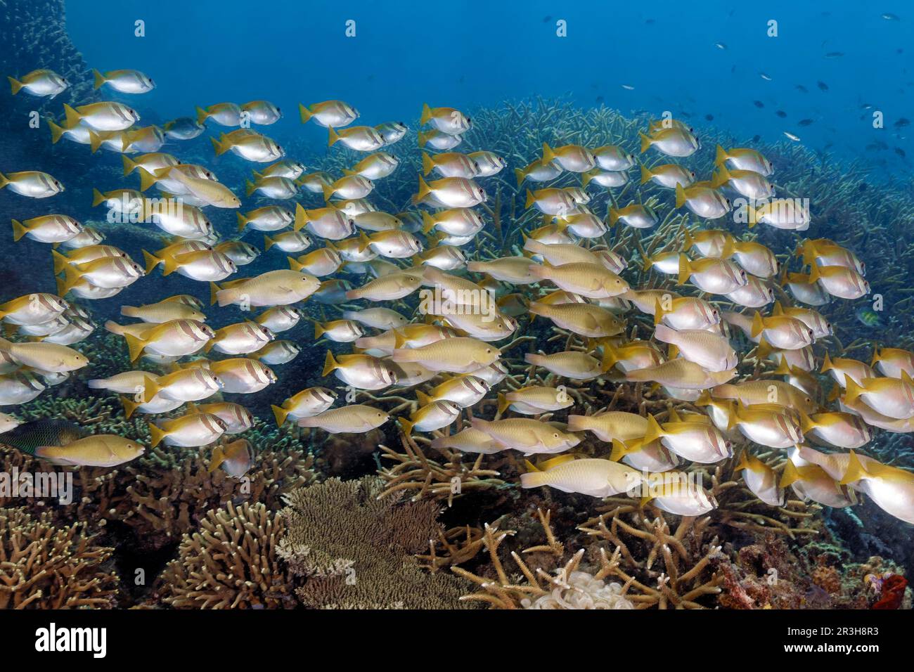 Mixed school, socialised, barhead spinefeet (Siganus virgatus) and yellowtail parrotfish (Scarus hypselopterus) swimming over coral reef, Sulu Sea Stock Photo