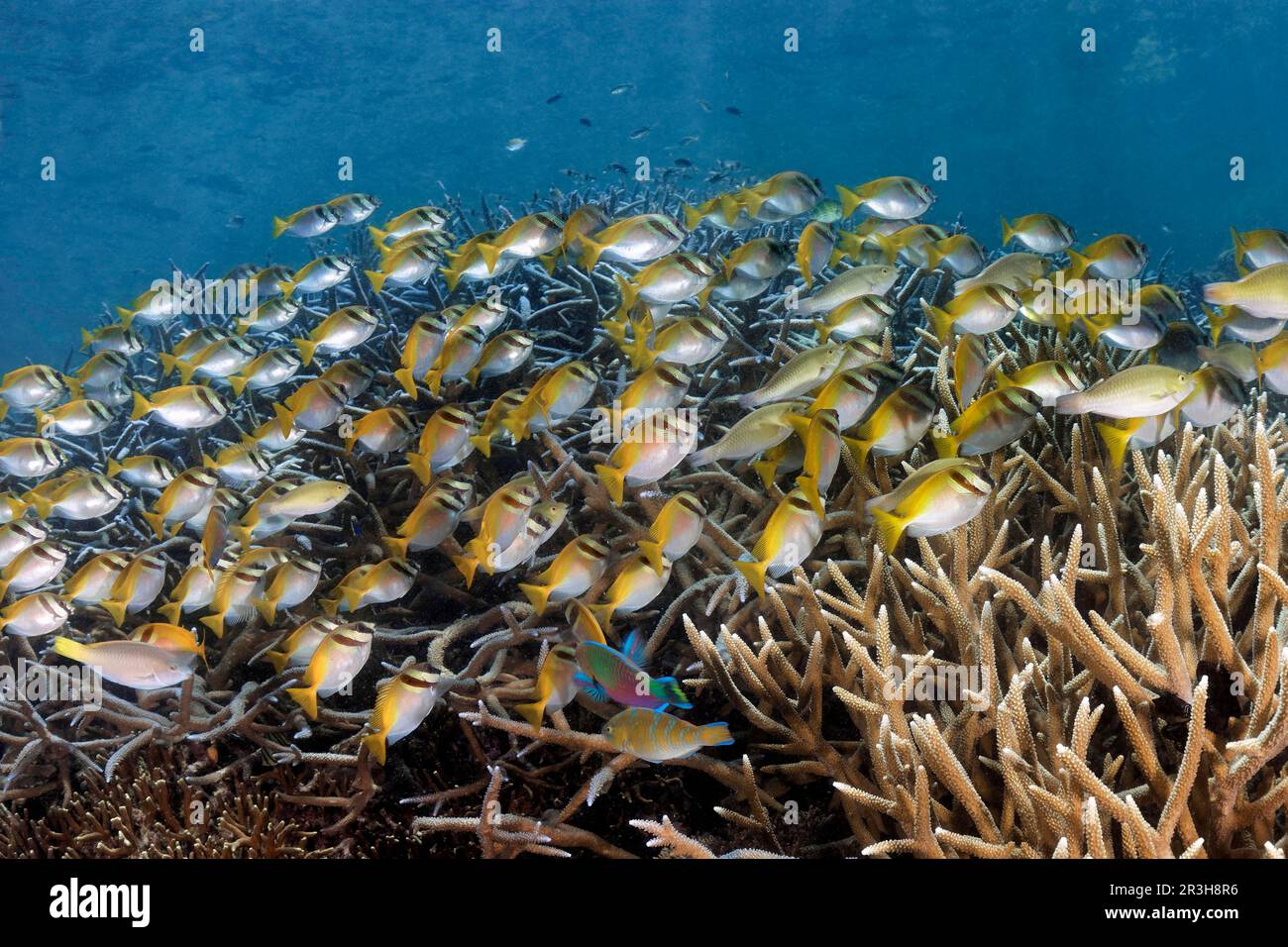 Mixed school, socialised, barhead spinefeet (Siganus virgatus) and yellowtail parrotfish (Scarus hypselopterus) swimming over coral reef, Sulu Sea Stock Photo