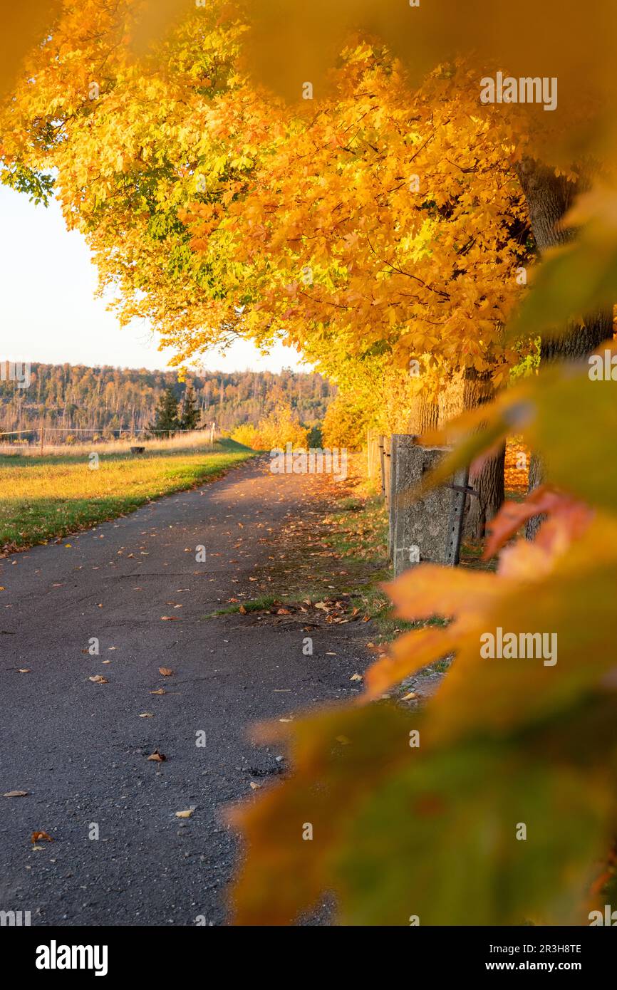 Autumn landscape with colorful foliage coloring Stock Photo