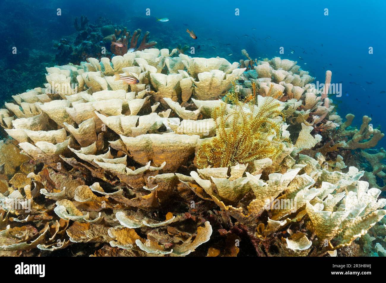 Favia stony coral (Echinopora pacificus), colony, right Graziler feather star (Comaster gracilis), yellow, Sulu Sea, Pacific Ocean, Palawan, Calamian Stock Photo