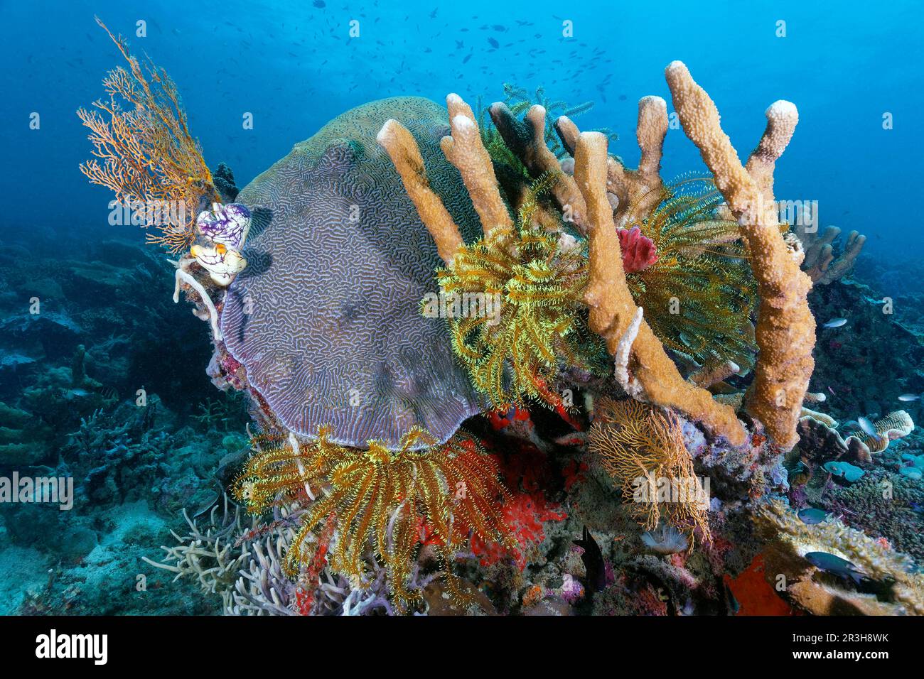 Left and right bottom Horn Coral, Gorgonian (Subergorgia suberosa), orange, left 2 Gold Sea Sheath (Polycarpa aurata), middle Favia Brain Coral Stock Photo
