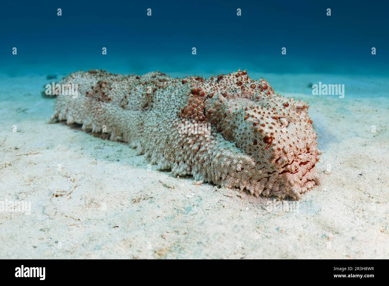 Giant sea cucumber (Thelenota anax), sea cucumber, on sandy bottom
