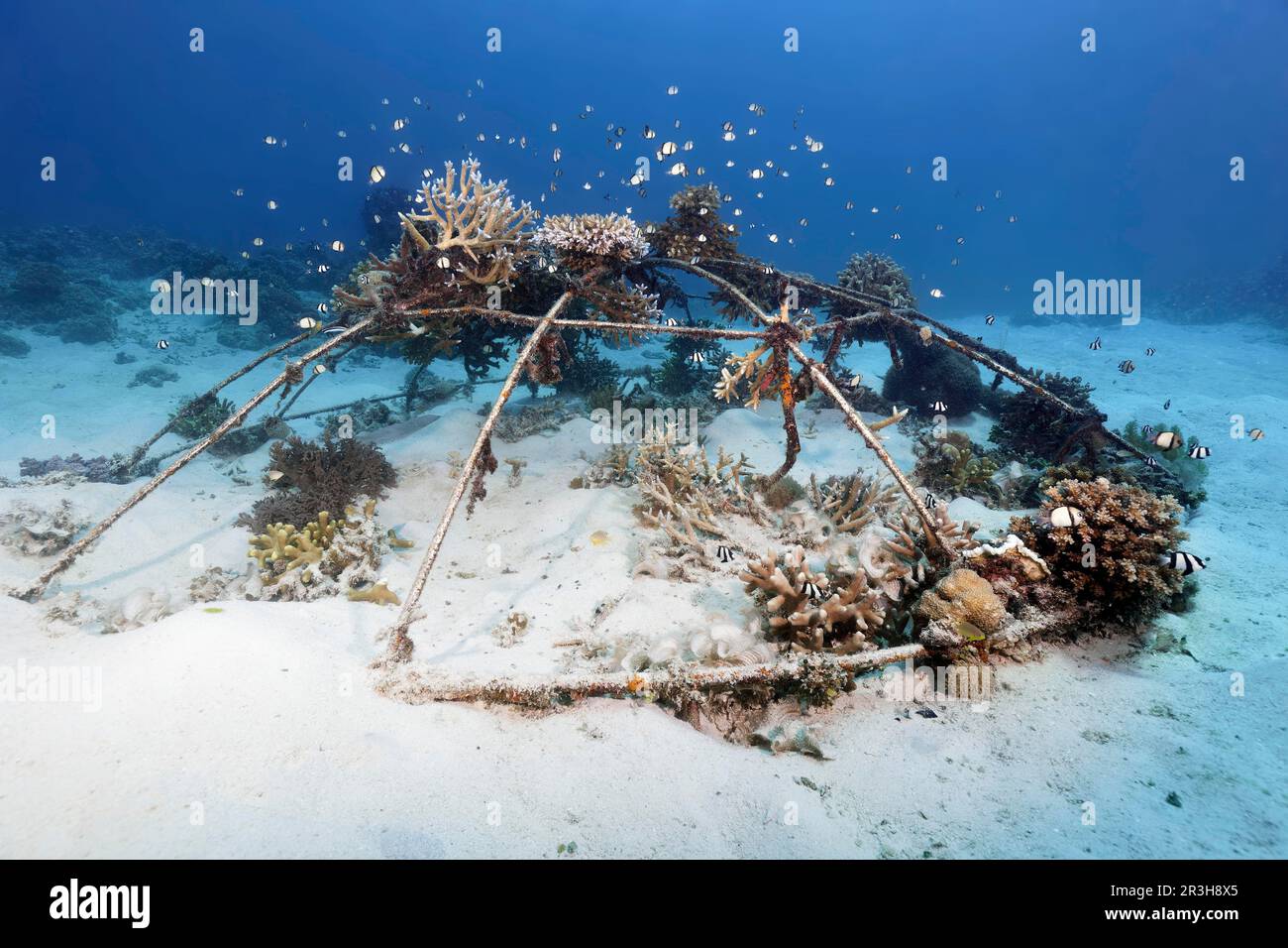 Metal construction for breeding, raising, breeding, propagation, multiplying stony corals (Scleractinia), damselfish (Dascyllus aruanus), netted Stock Photo