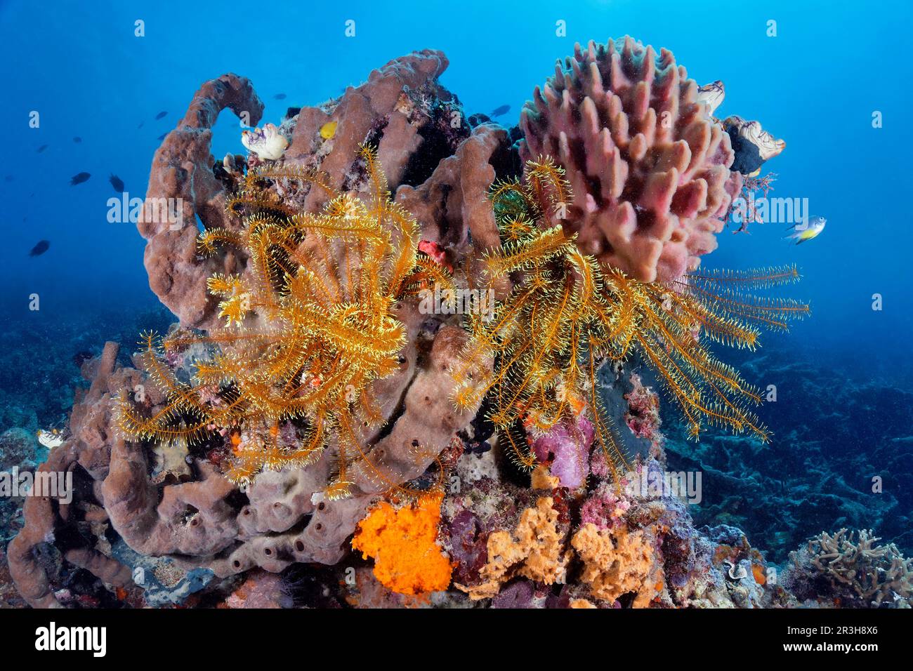 Left Brown sponge (Spongia), Grazile feather star (Comaster gracilis), yellow, Sulu Sea, yellow, top right Calcareous sponge (Petrisiidae), pink, top Stock Photo