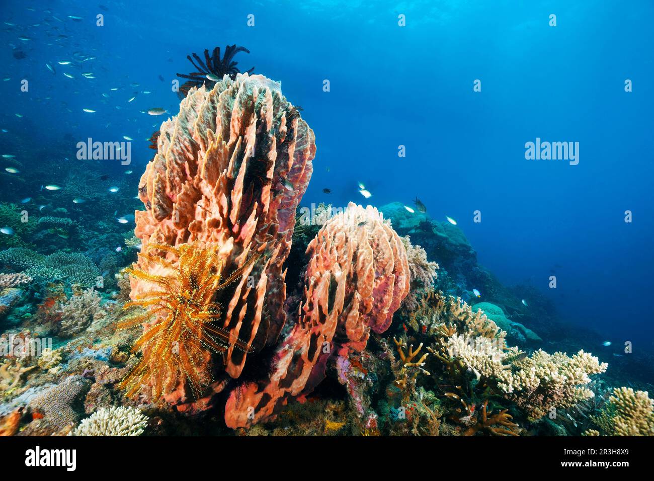 Barrel sponge (Xestospongia testudinaria), below Graziler feather star (Comaster gracilis), yellow, in the back coral reef with various stony corals Stock Photo